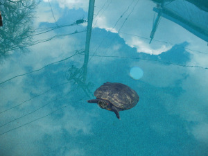 Swimming Pools and Turtles – Yes We Handle Anything/Everything